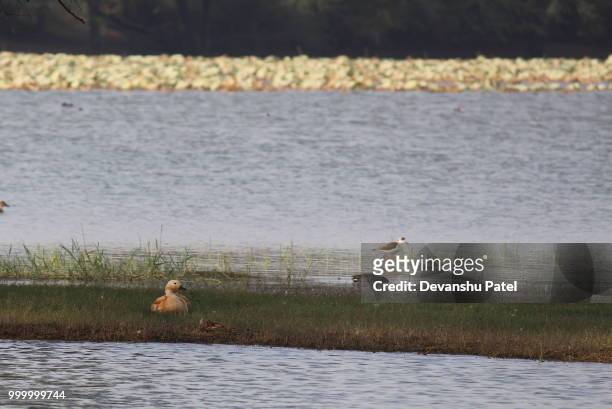 relaxed ruddy shelduck - ruddy shelduck stock pictures, royalty-free photos & images