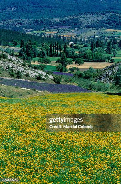 fields in provence, france - patchwork fields stock pictures, royalty-free photos & images