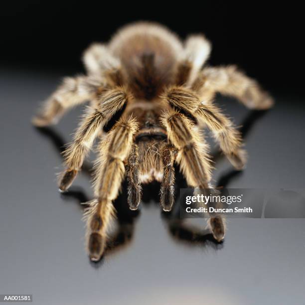 Java Brown Tarantula 204 Brown Tarantula Stock Photos, High-Res Pictures, and Images - Getty ...