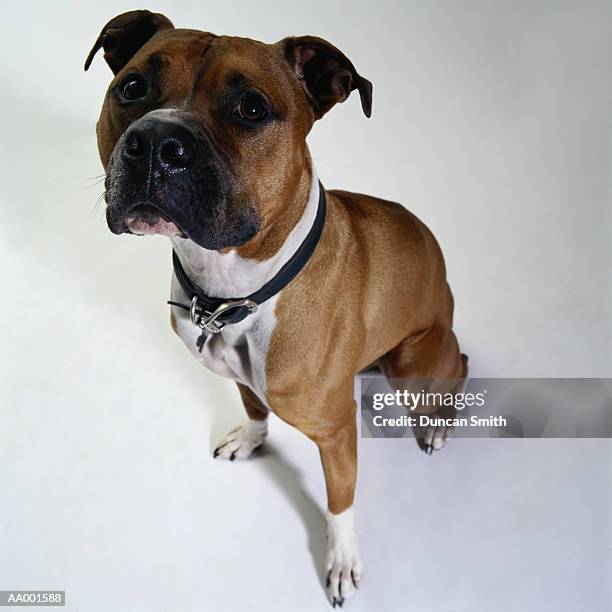 american staffordshire terrier, elevated view - american staffordshire terrier stockfoto's en -beelden