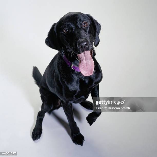 portrait of a panting black labrador sitting - black labrador 個照片及圖片檔