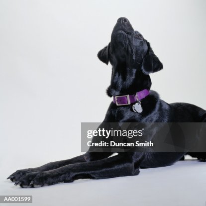 Black Lab Howling Black Labrador Howling High-Res Stock Photo - Getty Images