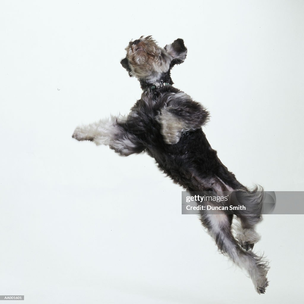 Mini Schnauzer Jumping