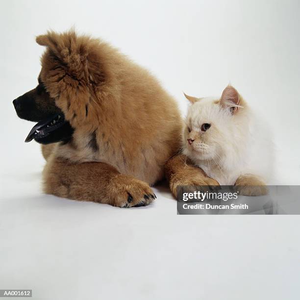 chow chow and a cat lying together - white chow chow stock pictures, royalty-free photos & images