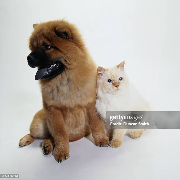 chow chow and a white cat sitting together - white chow chow stock pictures, royalty-free photos & images
