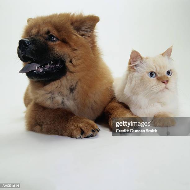 close-up of a chow chow and a cat - white chow chow stock pictures, royalty-free photos & images