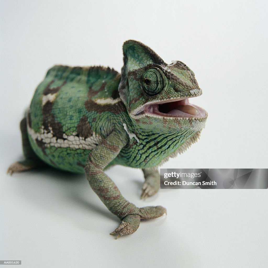 Close-up of a Chameleon Opening his Mouth