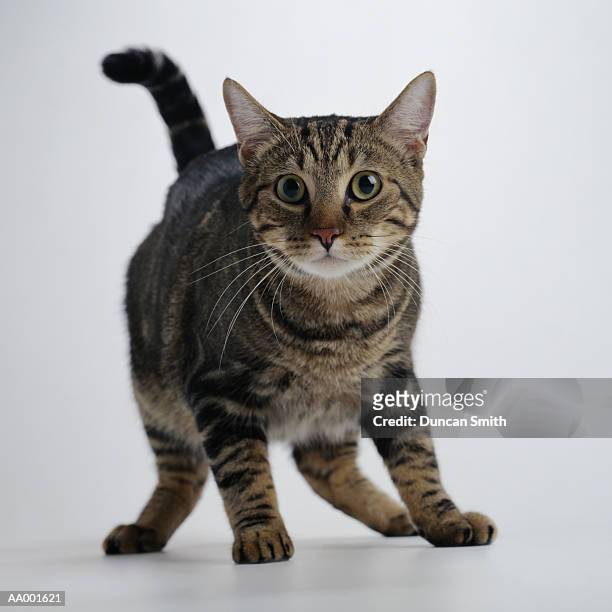 portrait of a brown tabby cat in fear - tabby stock pictures, royalty-free photos & images