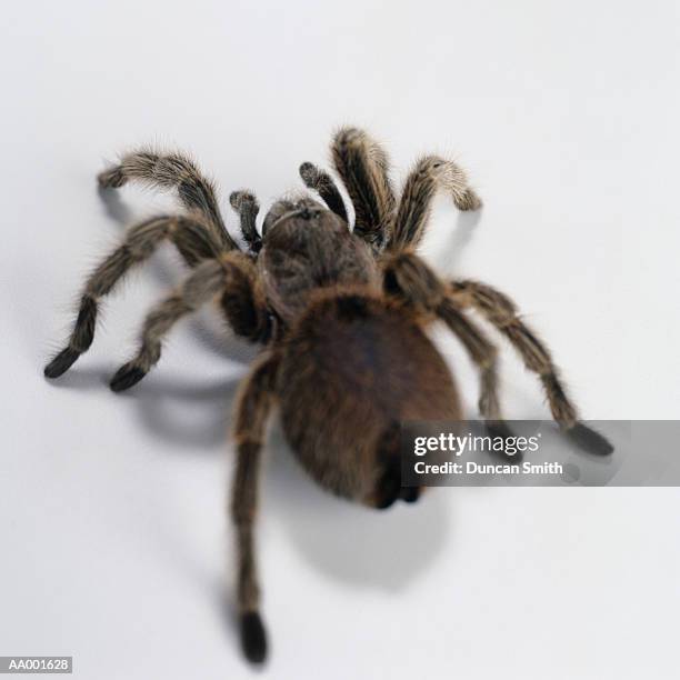Java Brown Tarantula Brown Tarantula Photos and Premium High Res Pictures - Getty Images