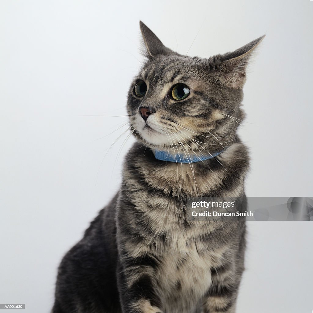 Portrait of a Brown Tabby Cat