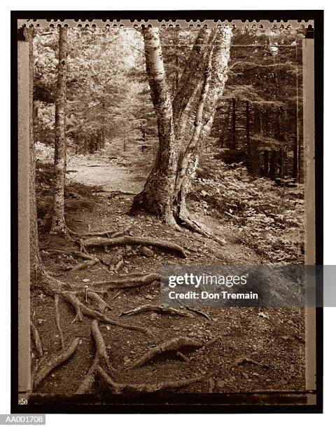 Minnesota 218 Roots 291 Birch Tree Roots Stock Photos, High-Res Pictures, and Images ...