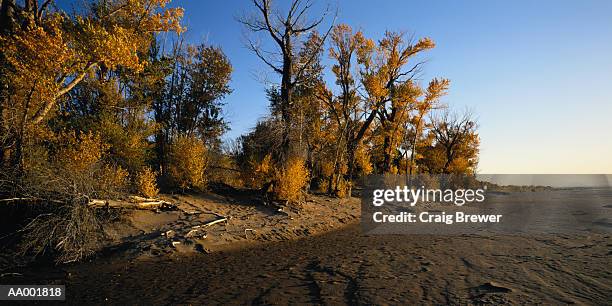 trees along a mud flat - mud imagens e fotografias de stock