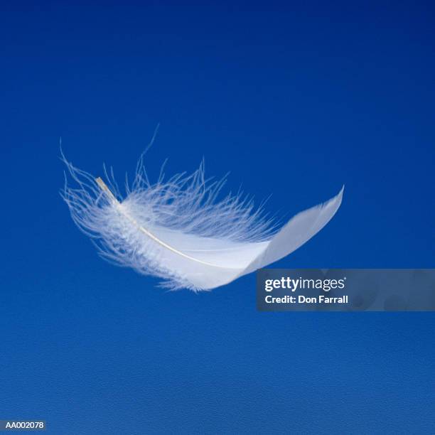 floating feather - pluma de ave fotografías e imágenes de stock