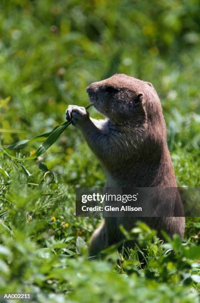 prairie dog - prairie dog - fotografias e filmes do acervo