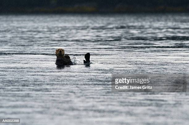 sea otter in kachemak bay near homer, alaska - kachemak bay stock pictures, royalty-free photos & images