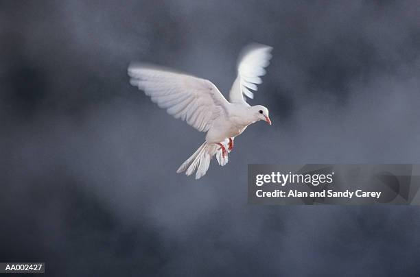 white dove (columbidae) flying (blurred motion) - dove foto e immagini stock