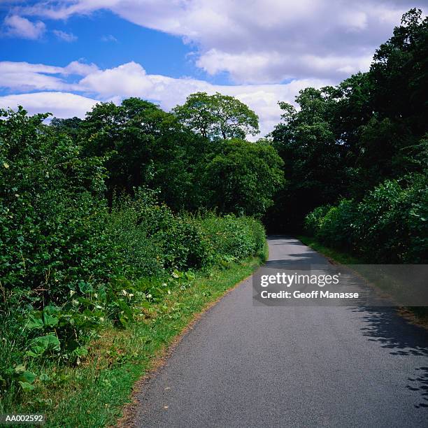 road through trees - barnard castle stock pictures, royalty-free photos & images