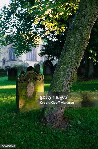 tombstone by a tree - barnard castle 個照片及圖片檔