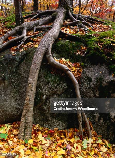 tree root clinging to a rock - baxter state park stock pictures, royalty-free photos & images