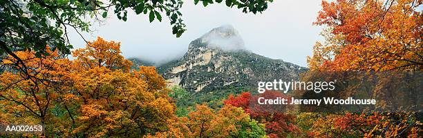 autumn trees at mckittrick canyon - parque nacional de las montañas de guadalupe fotografías e imágenes de stock