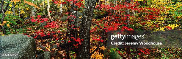 autumn foliage in baxter state park, maine - baxter state park bildbanksfoton och bilder