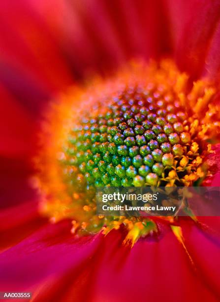 close-up of the center of a gerbera daisy - the center stock pictures, royalty-free photos & images