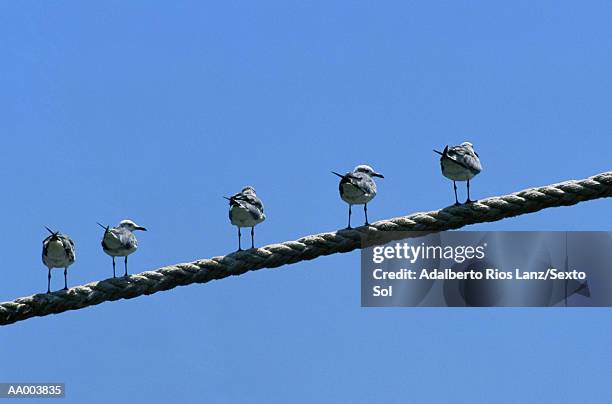 gavots on a rope - tampico stock pictures, royalty-free photos & images