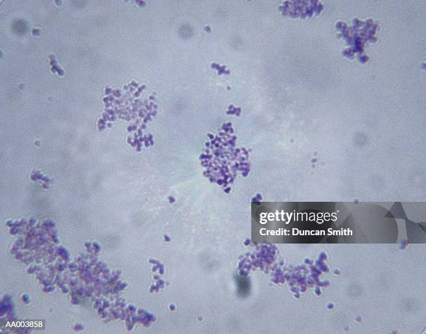 microscopic image of staphylococcus aureus - eukaryote stock pictures, royalty-free photos & images