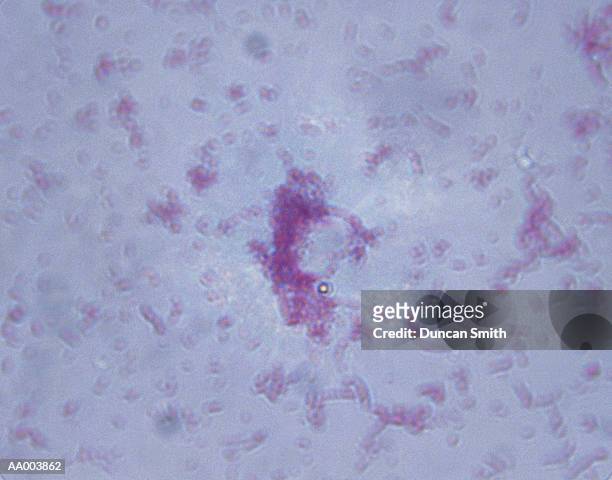 microscopic image of salmonella typhi - salmonella bacteria stock pictures, royalty-free photos & images