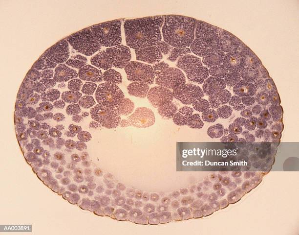 microscopic image of a frog blastula - sterk-uitvergroot stockfoto's en -beelden