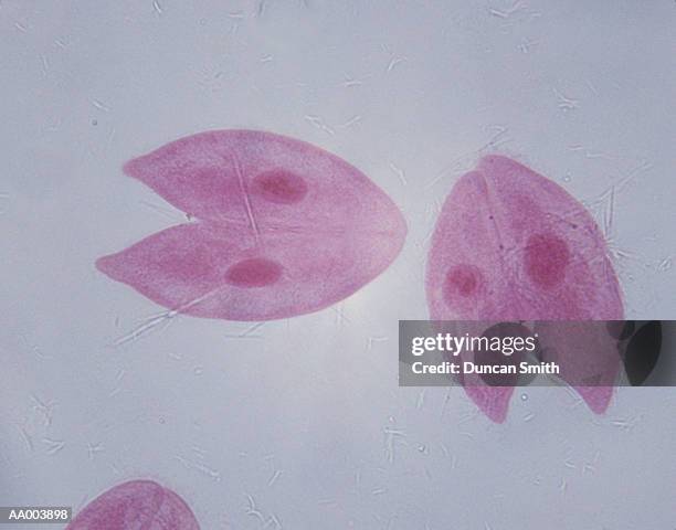 microscopic image of paramecium - paramecium stockfoto's en -beelden