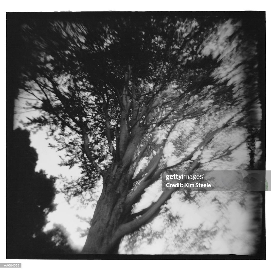 Below View of a Tree in the Wind