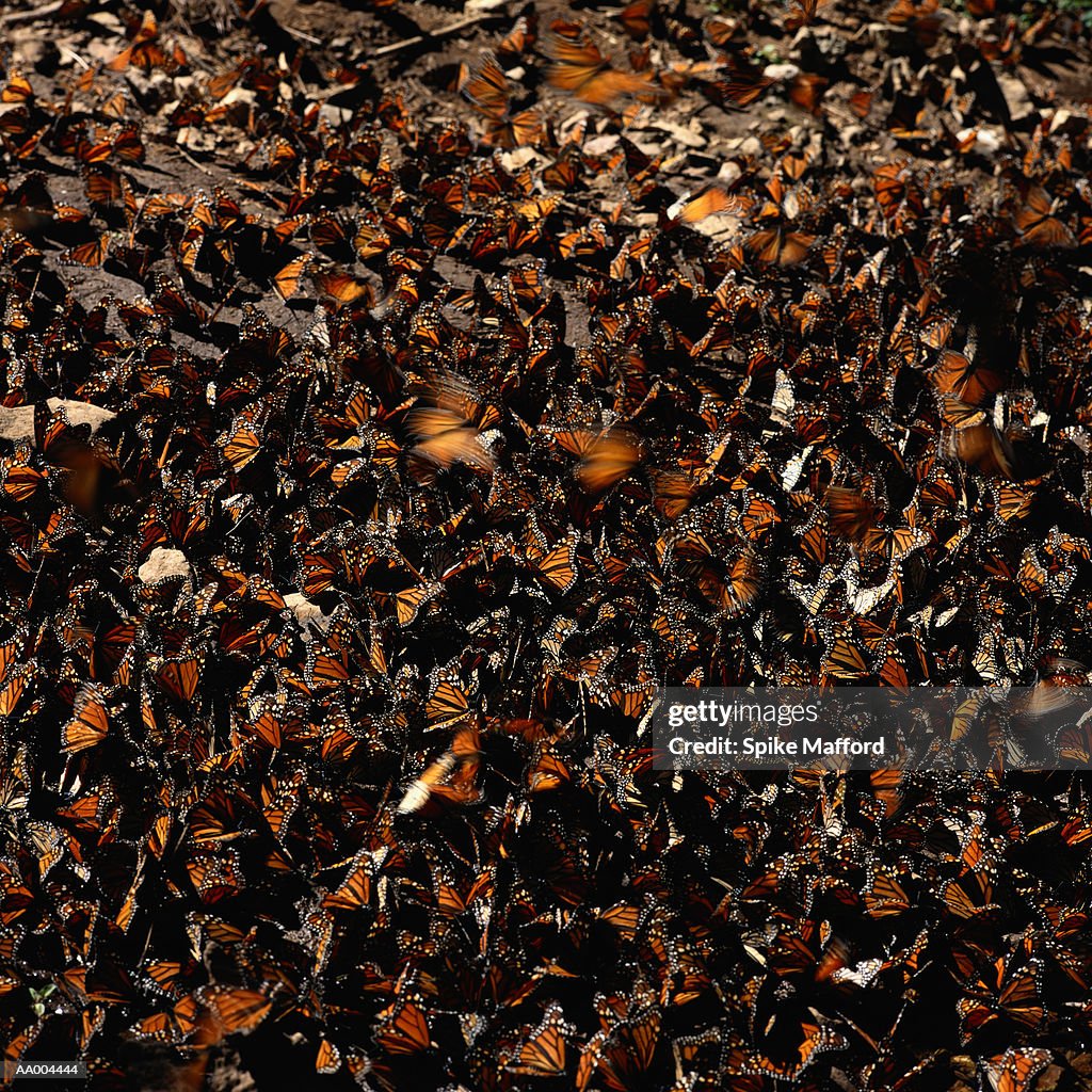 Monarch Butterflies