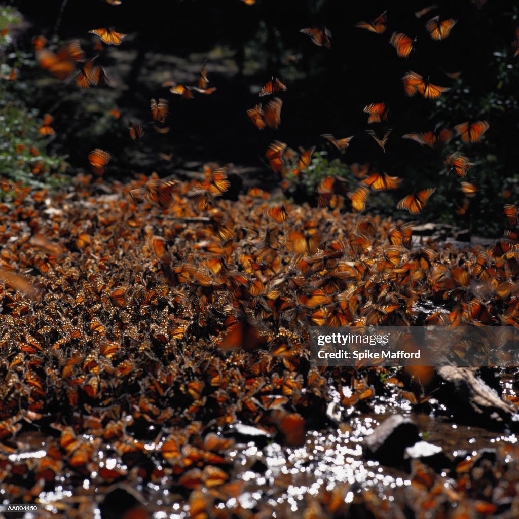Monarch Butterflies