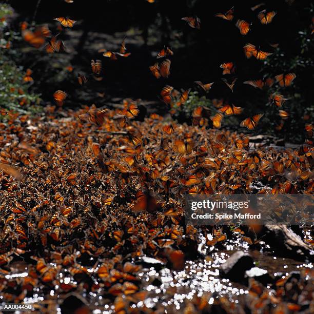 monarch butterflies - swarm of insects stock pictures, royalty-free photos & images