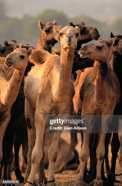 camels at the pushkar camel fair in pushkar, india - pushkar camel fair stock pictures, royalty-free photos & images