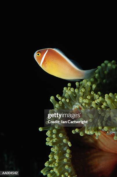 Pink Clownfish High-Res Stock Photo