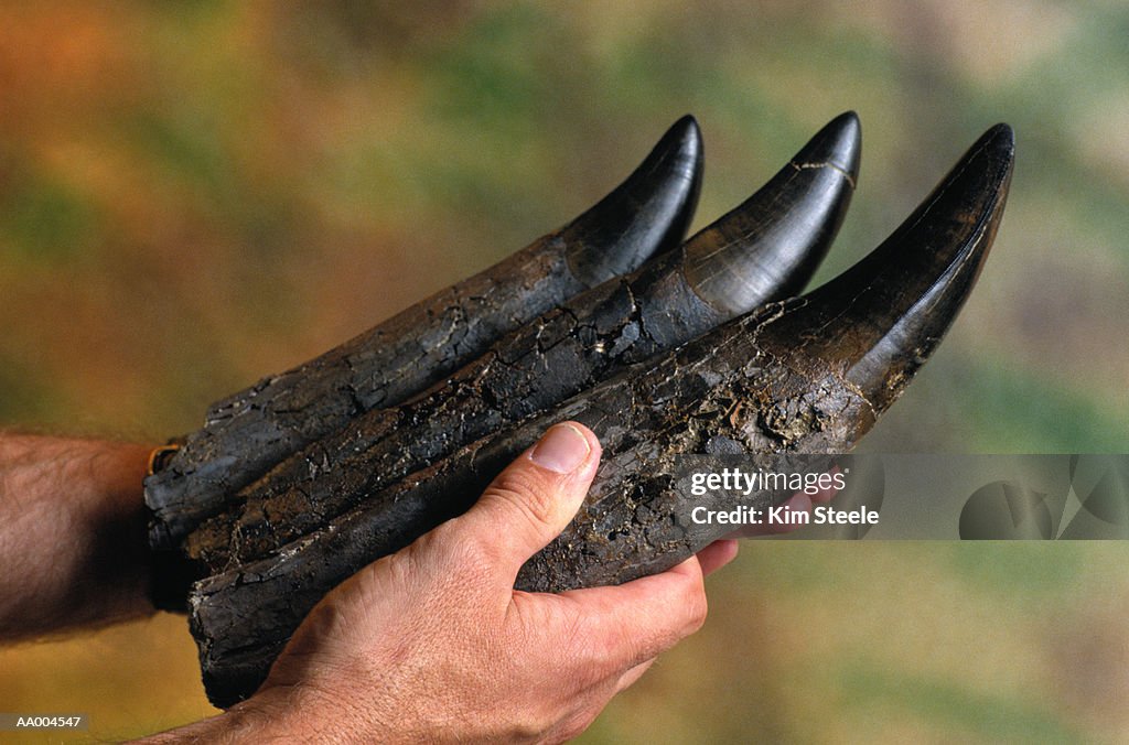 Teeth of a Tyrannosaurus Rex Fossil