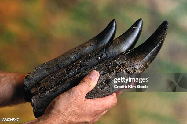 teeth of a tyrannosaurus rex fossil - t rex fossil stock pictures, royalty-free photos & images