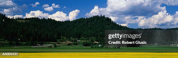 mustard field in bloom in washington - mustard stock-fotos und bilder