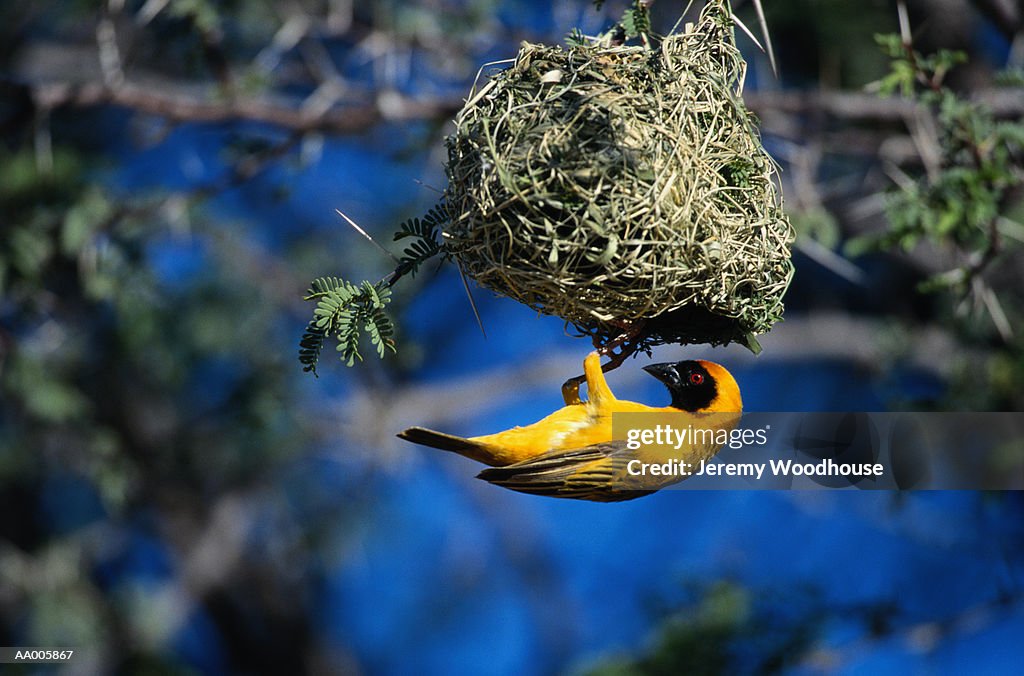 Masked Weaver Building a Nest