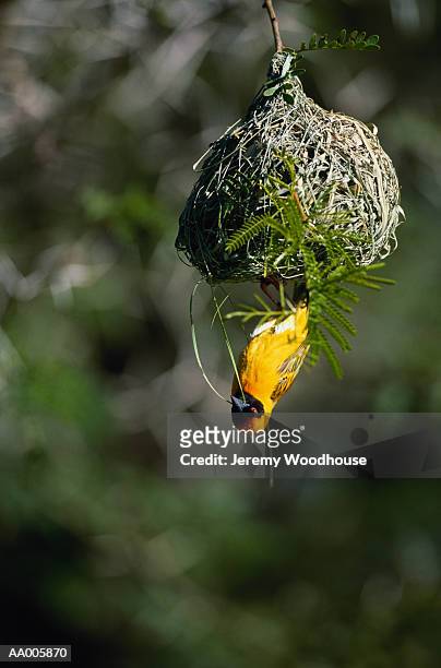 masked weaver building a nest - tisserin à tête rousse photos et images de collection