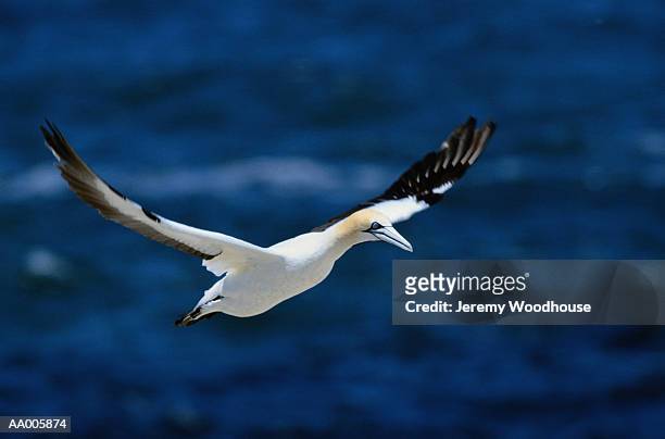 gannet in flight - gannet stockfoto's en -beelden