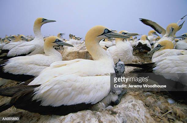 cape gannet with chick at nest - gannet stockfoto's en -beelden