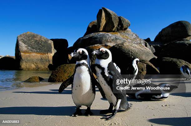 jackass penguins on a beach - waddling stock pictures, royalty-free photos & images