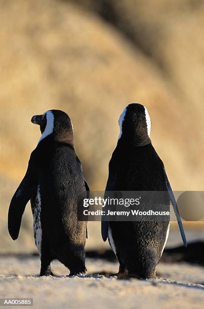 pair of jackass penguins - parte posterior del animal fotografías e imágenes de stock