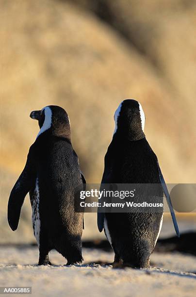 pair of jackass penguins - animal back foto e immagini stock