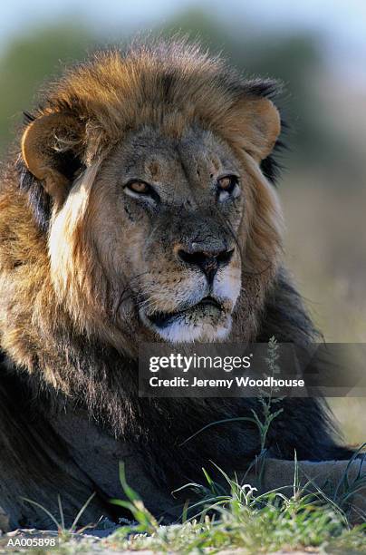 portrait of a lion - noorderlijke kaapprovincie stockfoto's en -beelden