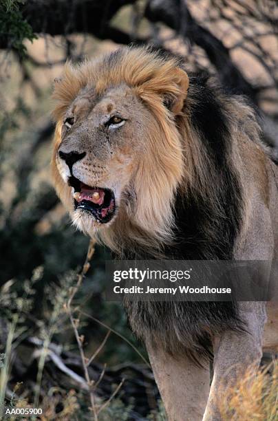 portrait of a lion - カラハリゲムスボック国立公園 ストックフォトと画像