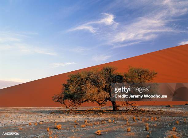 camelthorn tree against a dune - acacia erioloba foto e immagini stock
